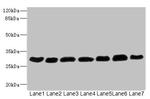 PGAM2 Antibody in Western Blot (WB)