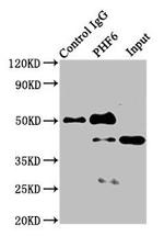 PHF6 Antibody in Western Blot (WB)