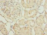 PLSCR1 Antibody in Immunohistochemistry (Paraffin) (IHC (P))