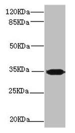 PLSCR1 Antibody in Western Blot (WB)