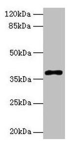 POLB Antibody in Western Blot (WB)