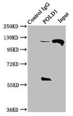 POLD1 Antibody in Western Blot (WB)