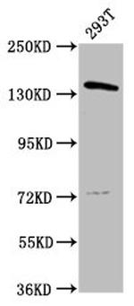 POLG Antibody in Western Blot (WB)