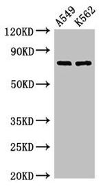 POLH Antibody in Western Blot (WB)