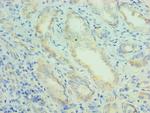 PRDX5 Antibody in Immunohistochemistry (Paraffin) (IHC (P))