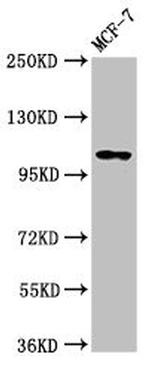 PSD Antibody in Western Blot (WB)