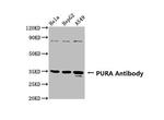 PURA Antibody in Western Blot (WB)