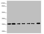 RALB Antibody in Western Blot (WB)