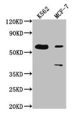 PTBP3 Antibody in Western Blot (WB)