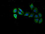 RPS15 Antibody in Immunocytochemistry (ICC/IF)