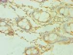 SHMT1 Antibody in Immunohistochemistry (Paraffin) (IHC (P))