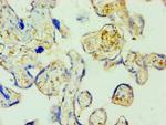 SHMT1 Antibody in Immunohistochemistry (Paraffin) (IHC (P))