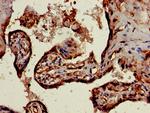 SnoN Antibody in Immunohistochemistry (Paraffin) (IHC (P))