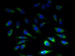 SLC1A6 Antibody in Immunocytochemistry (ICC/IF)