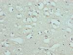 SLC1A6 Antibody in Immunohistochemistry (Paraffin) (IHC (P))