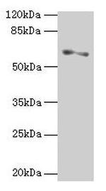 SLC1A6 Antibody in Western Blot (WB)