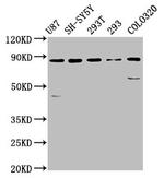 SLC26A4 Antibody in Western Blot (WB)