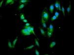 14-3-3 eta Antibody in Immunocytochemistry (ICC/IF)