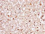 14-3-3 eta Antibody in Immunohistochemistry (Paraffin) (IHC (P))