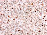 14-3-3 eta Antibody in Immunohistochemistry (Paraffin) (IHC (P))