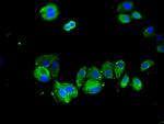 SPRY2 Antibody in Immunocytochemistry (ICC/IF)