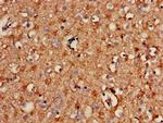 SPRY2 Antibody in Immunohistochemistry (Paraffin) (IHC (P))