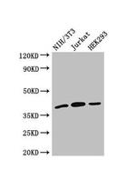 SPRY2 Antibody in Western Blot (WB)