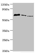 TDP1 Antibody in Western Blot (WB)