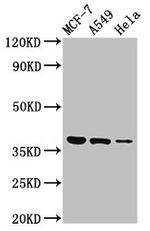 TMEM59 Antibody in Western Blot (WB)