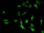 A20 Antibody in Immunocytochemistry (ICC/IF)