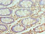 UBE2V2 Antibody in Immunohistochemistry (Paraffin) (IHC (P))