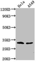 VAX2 Antibody in Western Blot (WB)