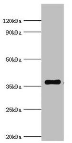 WDR5 Antibody in Western Blot (WB)