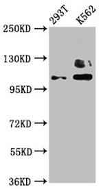 ZNF268 Antibody in Western Blot (WB)