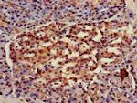 HSC70 Antibody in Immunohistochemistry (Paraffin) (IHC (P))