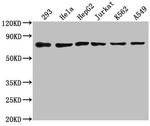 HSC70 Antibody in Western Blot (WB)