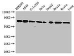 HSC70 Antibody in Western Blot (WB)