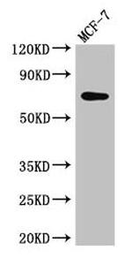 KARS Antibody in Western Blot (WB)