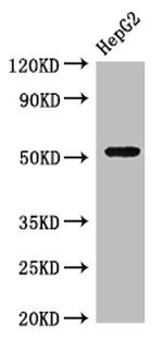 GSK3 alpha Antibody in Western Blot (WB)