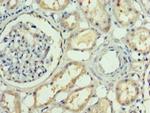 RBP4 Antibody in Immunohistochemistry (Paraffin) (IHC (P))