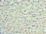 RBP4 Antibody in Immunohistochemistry (Paraffin) (IHC (P))