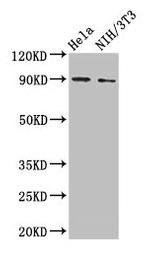 CD171 (L1CAM) Antibody in Western Blot (WB)