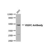 VEGFC Antibody in Western Blot (WB)