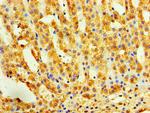 Activin A Antibody in Immunohistochemistry (Paraffin) (IHC (P))