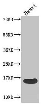 FABP3 Antibody in Western Blot (WB)