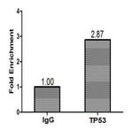 p53 Antibody in ChIP Assay (ChIP)