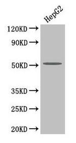 PLA2G7 Antibody in Western Blot (WB)