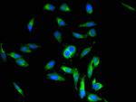 Periostin Antibody in Immunocytochemistry (ICC/IF)