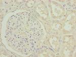 Periostin Antibody in Immunohistochemistry (Paraffin) (IHC (P))