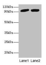 Periostin Antibody in Western Blot (WB)